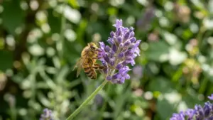 Une abeille détaillée butine sur une fleur de lavande violette dans un jardin ensoleillé.