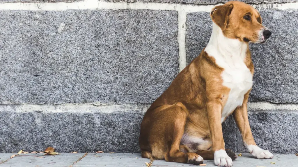 Chien marron et blanc assis seul contre un mur gris en béton.