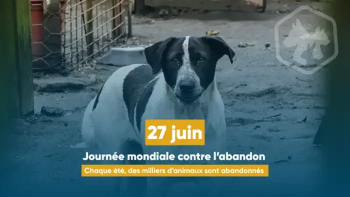 À Lyon, abandonner son animal peut coûter très cher