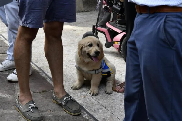 À Montpellier, des chiens formés pour sécuriser les trajets