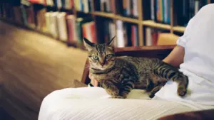 À Albi, cinq chats changent la visite en librairie