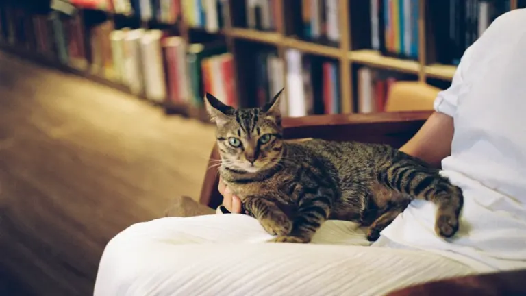 À Albi, cinq chats changent la visite en librairie
