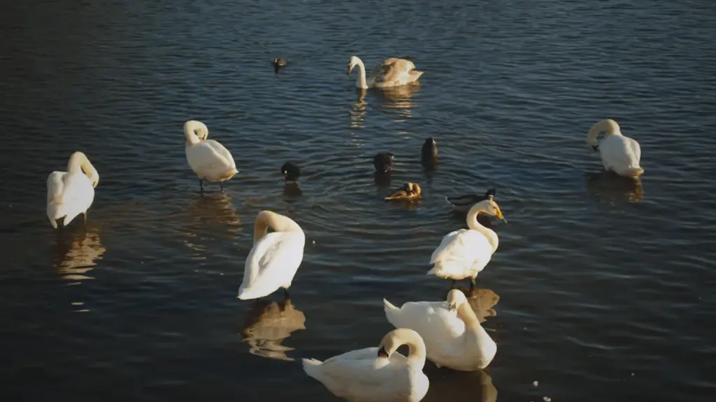 Plusieurs cygnes blancs nagent paisiblement sur un lac sombre à Brest.