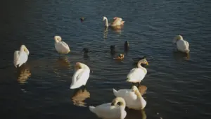 Plusieurs cygnes blancs nagent paisiblement sur un lac sombre à Brest.