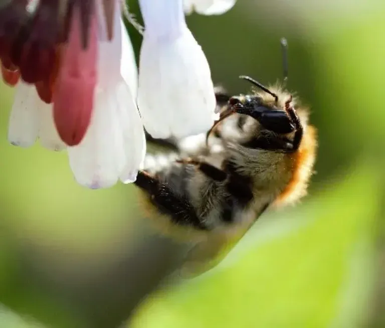À Brest, les habitants ont choisi leur photo nature: ce qu'il faut retenir