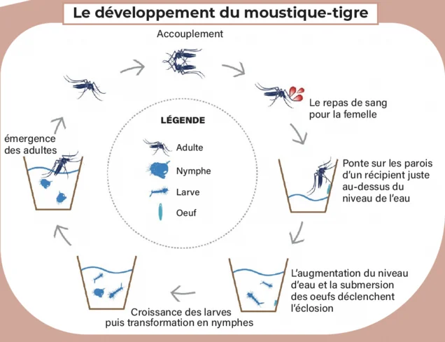 À Livry-Gargan, ces eaux oubliées attirent le moustique-tigre
