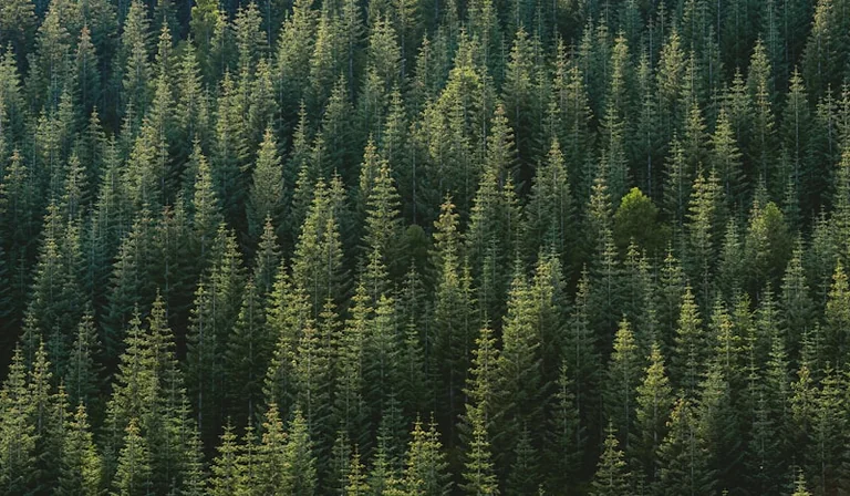 À Nogent-sur-Marne, l’ombre des arbres gagne un répit
