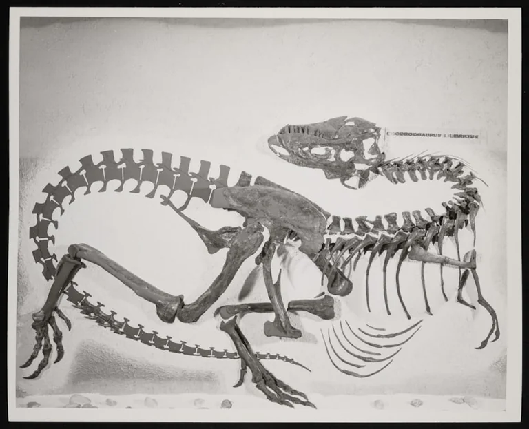 Du fossile au vol : un an d’exposition gratuite à Elbeuf