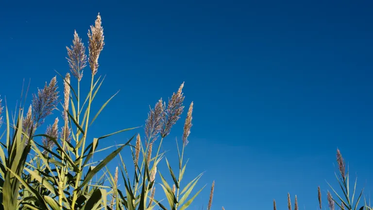 Grandes herbes ornementales se détachant sur un ciel bleu clair à Ploemeur.