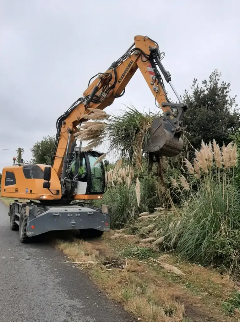 Herbe de la pampa à Ploemeur : comment demander son arrachage