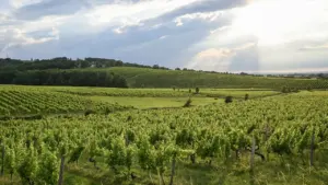 5 idées pour profiter de Bergerac en août