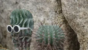 Un cactus vert portant des lunettes de soleil blanches devant des rochers gris texturés.