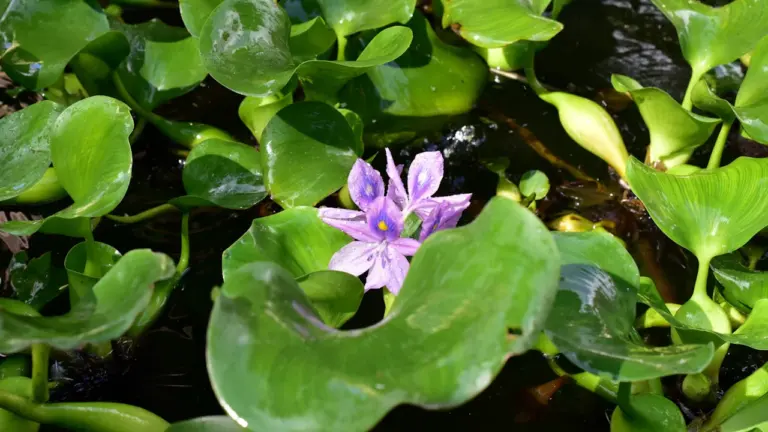 Biodiversité à Aulnay-sous-Bois : une expo sur les espèces invasives