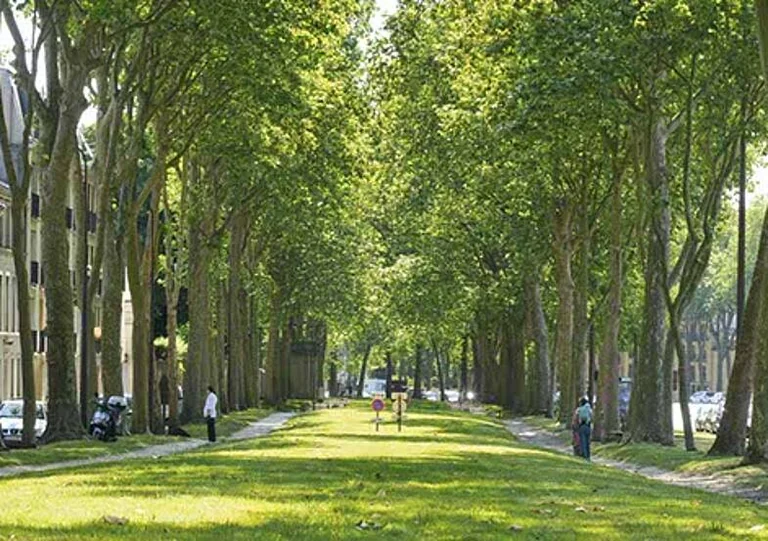 Versailles: planter des arbres qui résistent à la chaleur