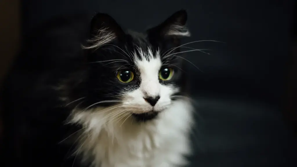 Portrait rapproché d'un chat bicolore noir et blanc au regard expressif