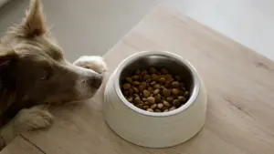 Un chien brun et blanc regardant une gamelle remplie de croquettes.