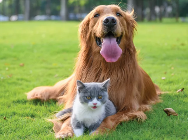 À Courbevoie, une collecte pour aider les propriétaires d'animaux en difficulté
