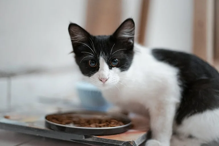 À Courbevoie, une collecte pour aider les propriétaires d'animaux en difficulté