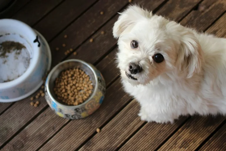 À Courbevoie, une collecte pour aider les propriétaires d'animaux en difficulté