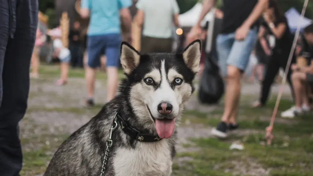 Un chien Husky sibérien avec des yeux vairons lors d'un événement public en extérieur.